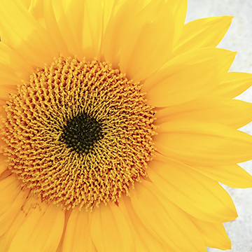 Flower Power 0001