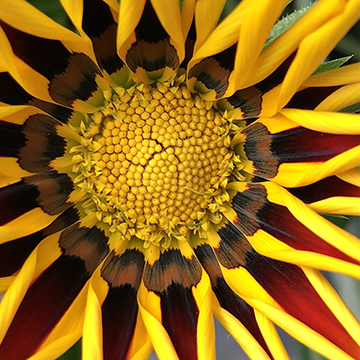 Flower Power 0002