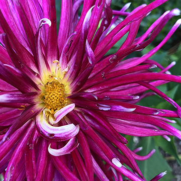 Flower Power 0003