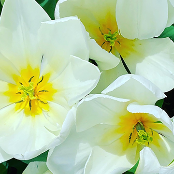Flower Power 0004