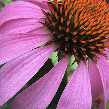Flower Power 0005