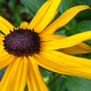Flower Power 0006
