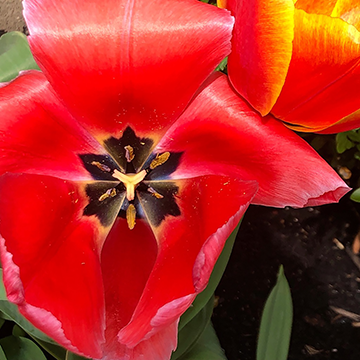 Flower Power 0007