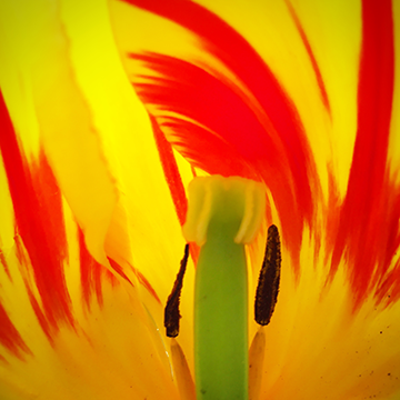 Flower Power 4571