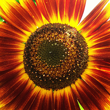 Flower Power 5586