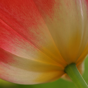 Flower Power 5698