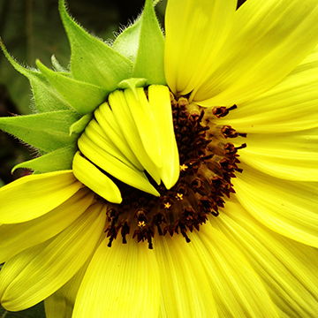 Flower Power 5720