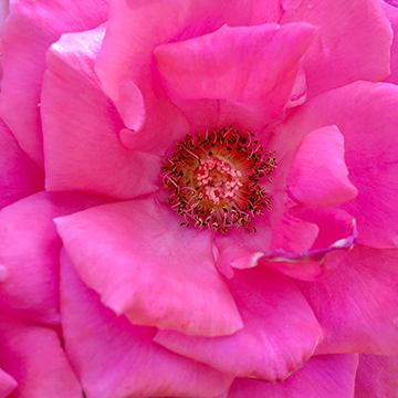 Flower Power 6151