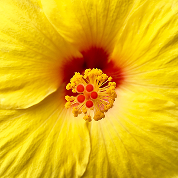 Flower Power 6714