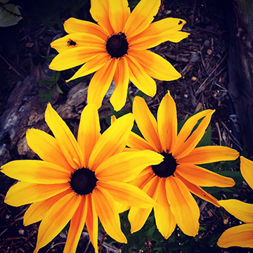 Flower Power 3833